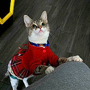 Lucille is registered to the contest to win money with this photo: cat, feline, pet, indoor, red_dress, plaid_skirt, collar, bow, paws, white_paws, hardwood_floor, looking_up, wide_eyes, whiskers, cute, kitten, person_leg, grey_clothing, portrait, playful