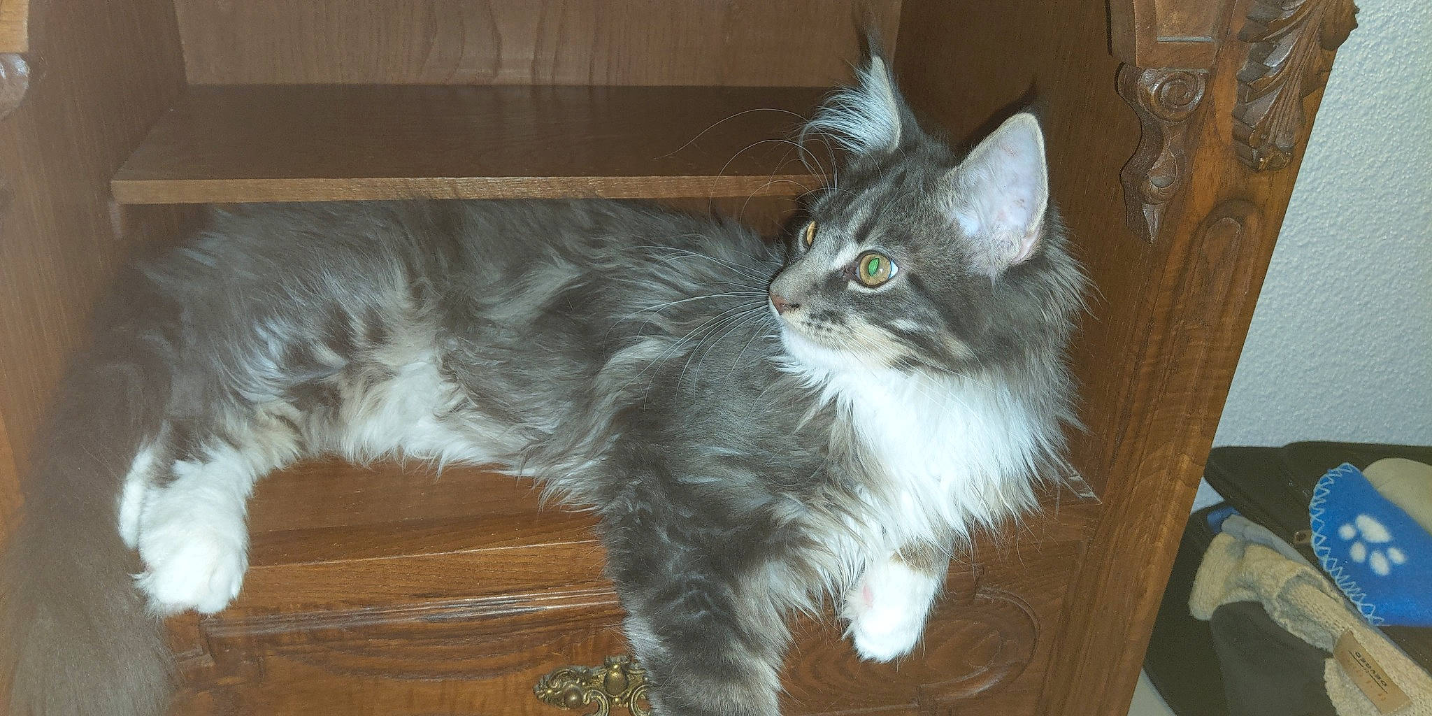 Topaze participe au concours pour gagner de l'argent avec cette photo : carnivore, cat, claw, comfort, domestic_short_haired_cat, felidae, fur, grey, hardwood, paw, small_to_medium_sized_cats, snout, tail, whiskers, window, wood