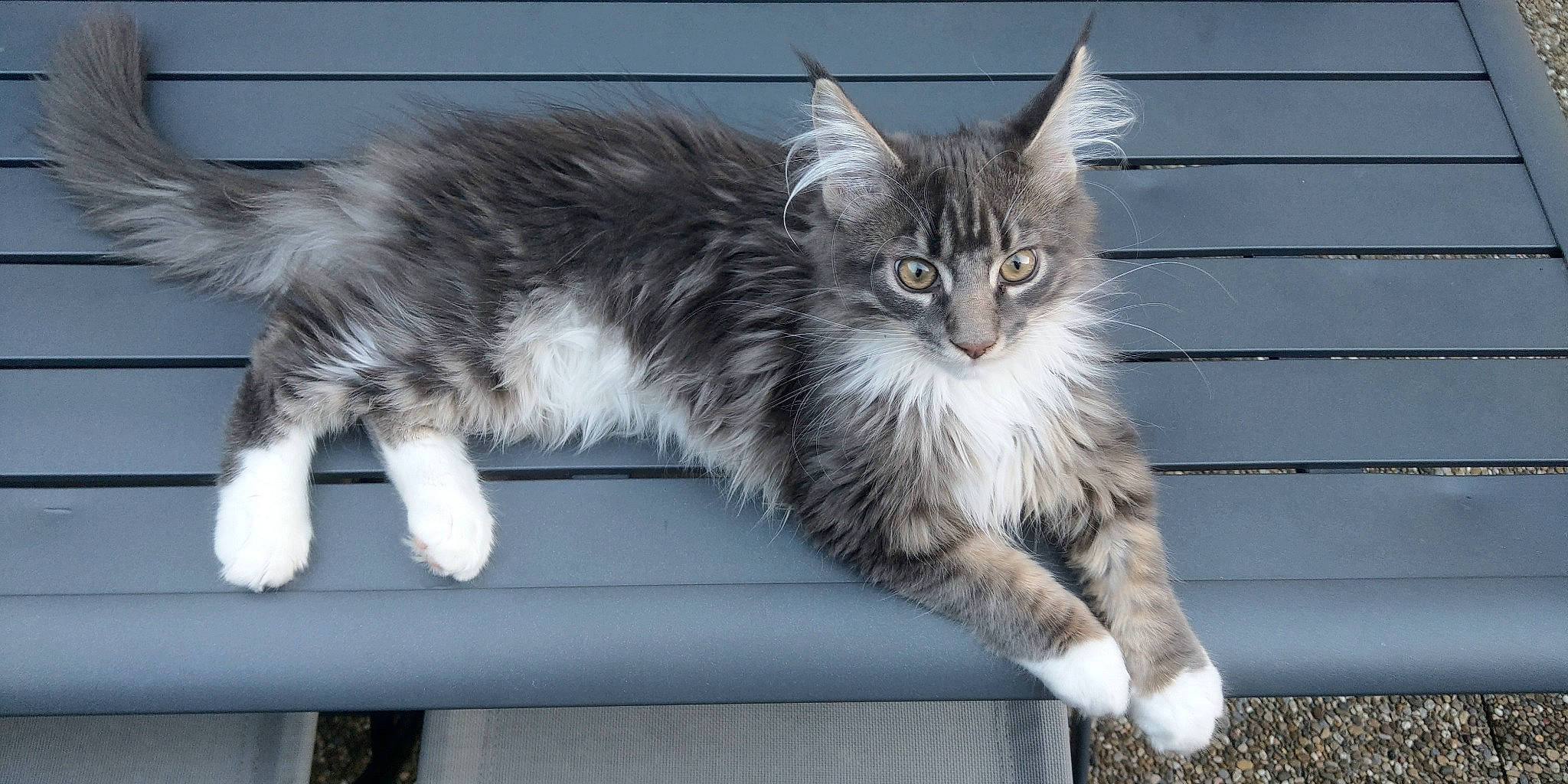Topaze participe au concours pour gagner de l'argent avec cette photo : british_longhair, carnivore, cat, claw, comfort, digital_video_recorder, domestic_short_haired_cat, felidae, fur, grey, maine_coon, paw, small_to_medium_sized_cats, snout, tail, terrestrial_animal, whiskers, window