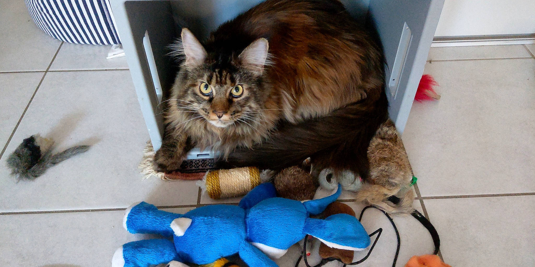 Saphyre participe au concours pour gagner de l'argent avec cette photo : box, cardboard, carnivore, cat, cat_supply, claw, domestic_short_haired_cat, electric_blue, fawn, felidae, fur, paw, shipping_box, small_to_medium_sized_cats, snout, stuffed_toy, tail, terrestrial_animal, toy, whiskers