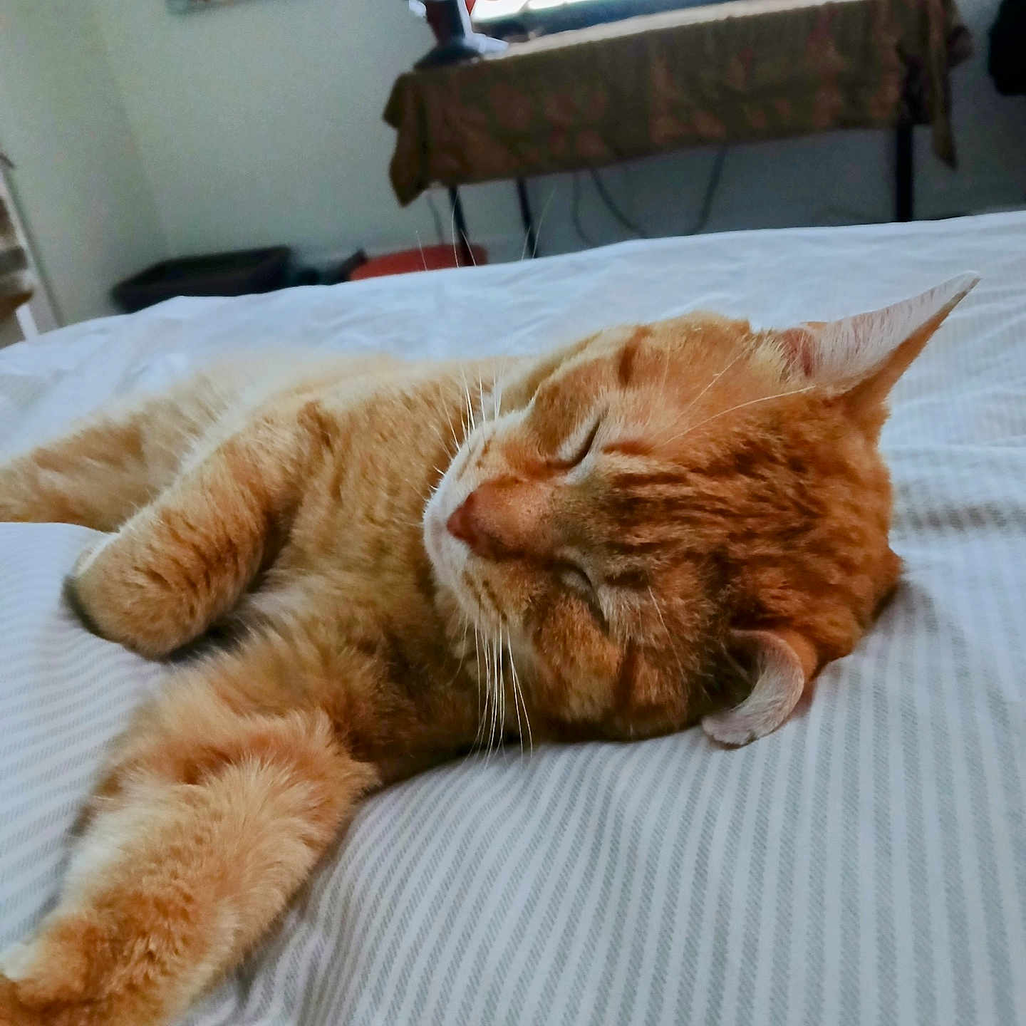 Goldie joined the competition — help win amazing prizes! animal, bed, cat, cozy, cute, domestic_animal, fan, fur, furniture, home, indoor, orange_tabby, paw, pet, relaxation, resting, sleeping, striped_bedspread, television, whiskers
