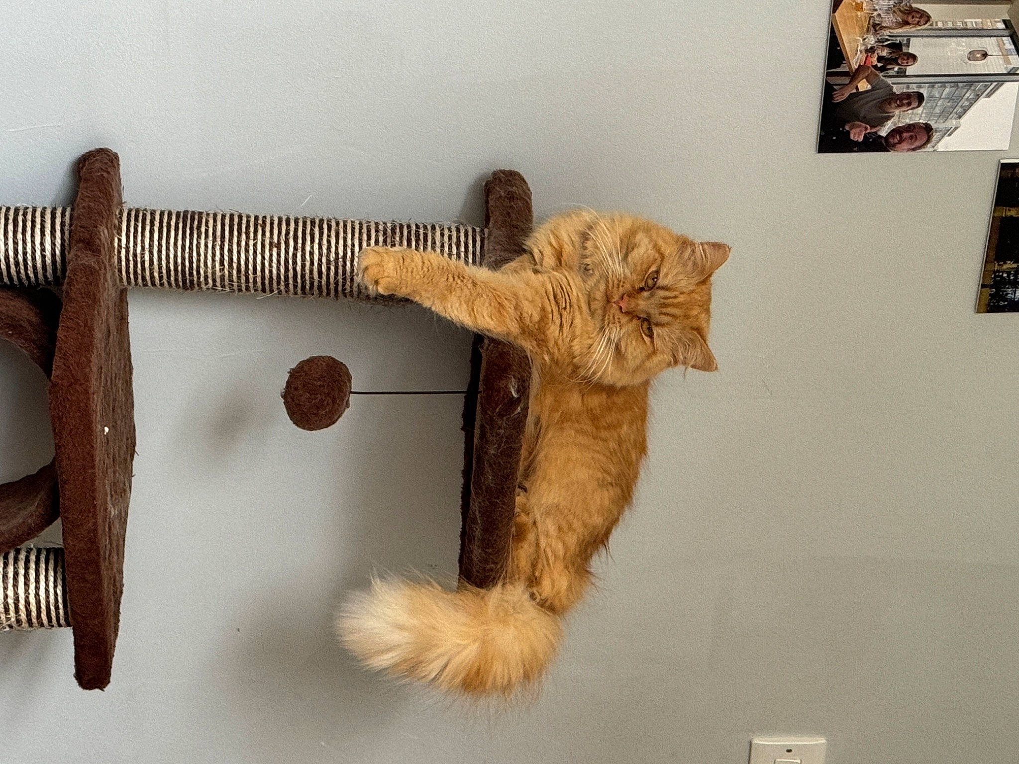 Simba joined the competition — help win amazing prizes! art, artifact, brown, collection, fashion_accessory, fawn, font, fur, hide, metal, natural_material, picture_frame, stuffed_toy, tail, tool, toy, twig, wood, wool