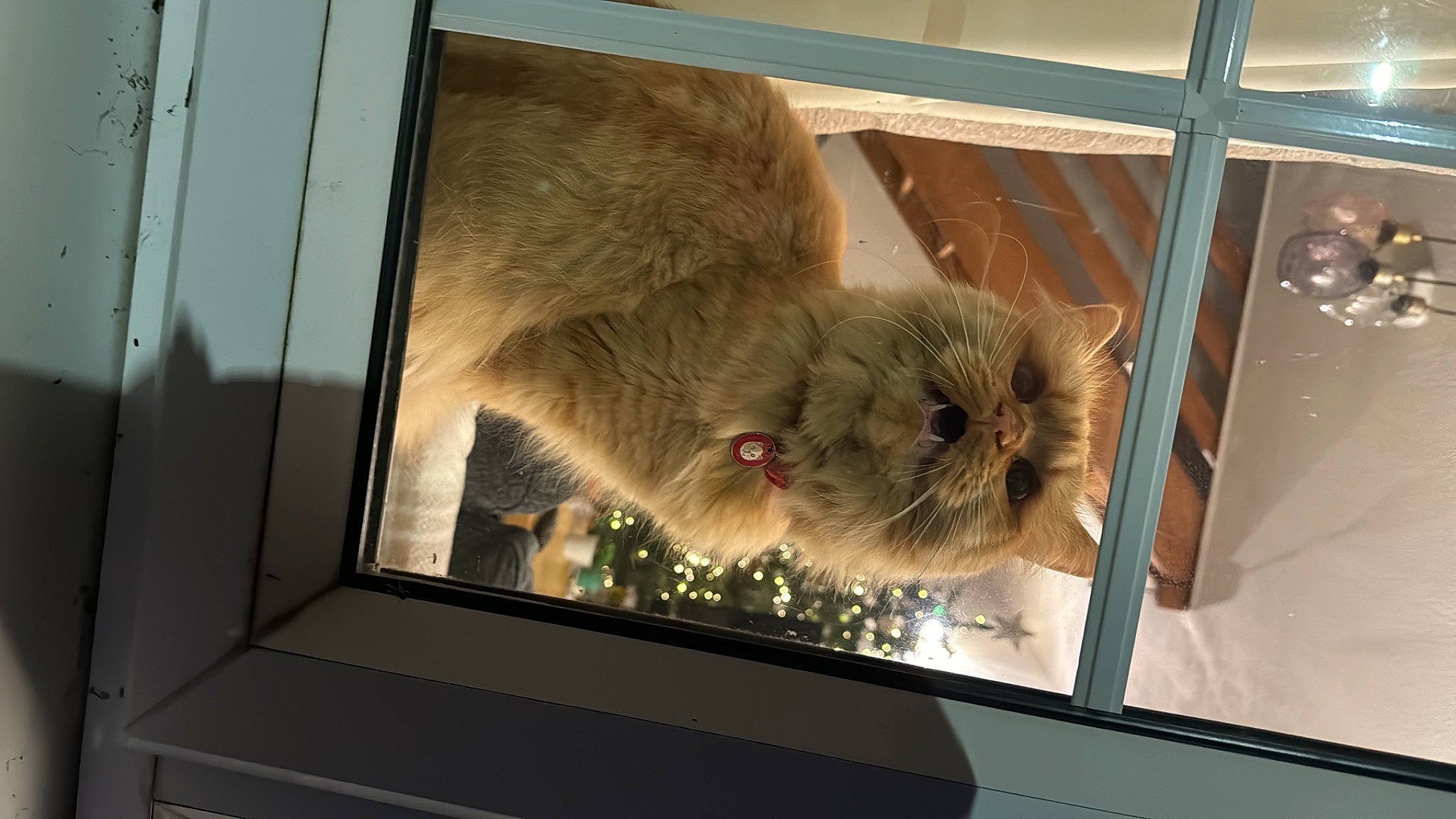 Simba joined the competition — help win amazing prizes! art, auto_part, canidae, carnivore, companion_dog, display_device, dog_breed, fawn, fur, glass, painting, rodent, snout, sporting_group, vertebrate, visual_arts, whiskers, wildlife, window