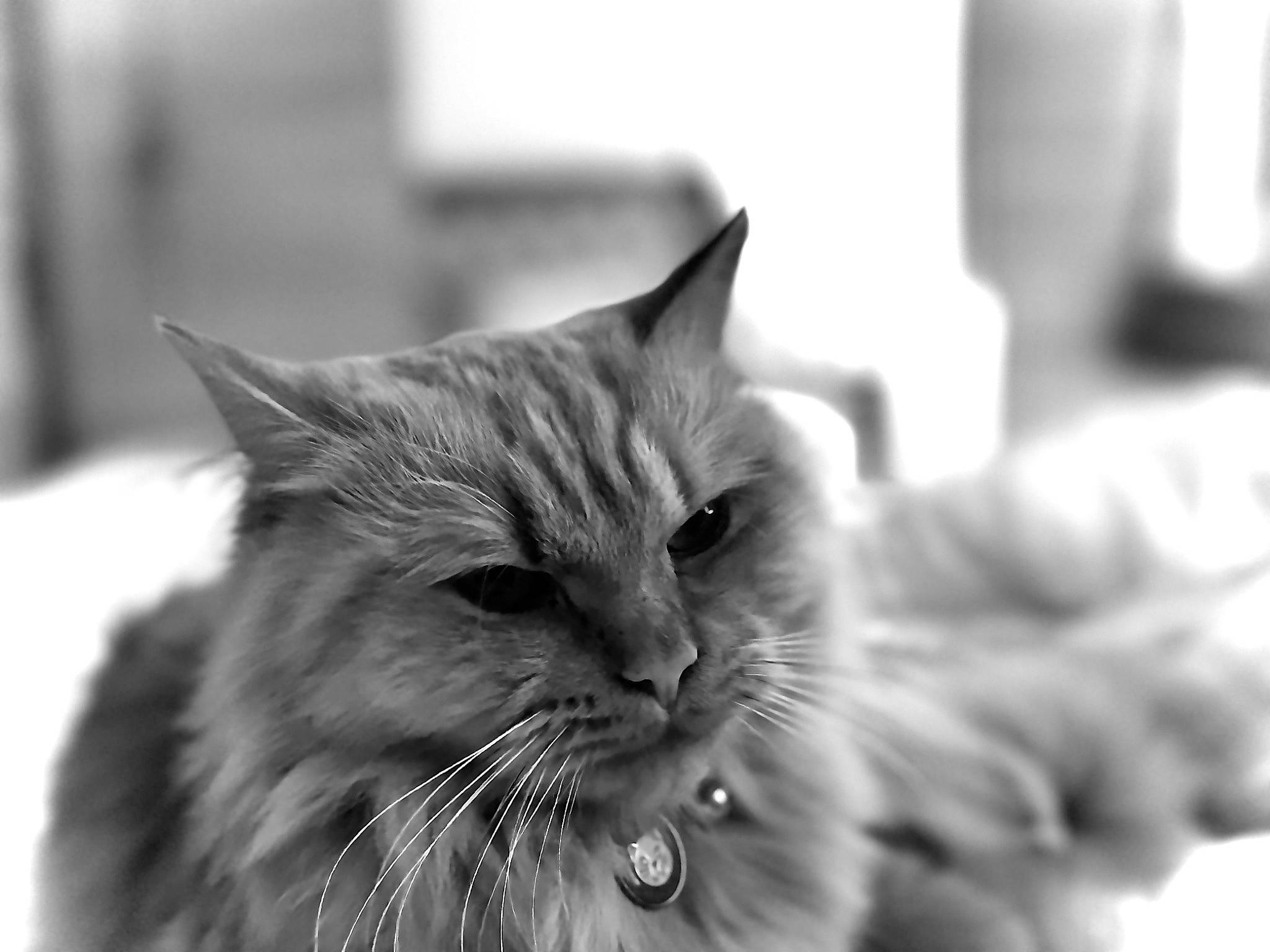 Simba is registered to the contest to win money with this photo: black_and_white, carnivore, cat, domestic_short_haired_cat, felidae, fur, monochrome, monochrome_photography, paw, photography, small_to_medium_sized_cats, stock_photography, style, whiskers
