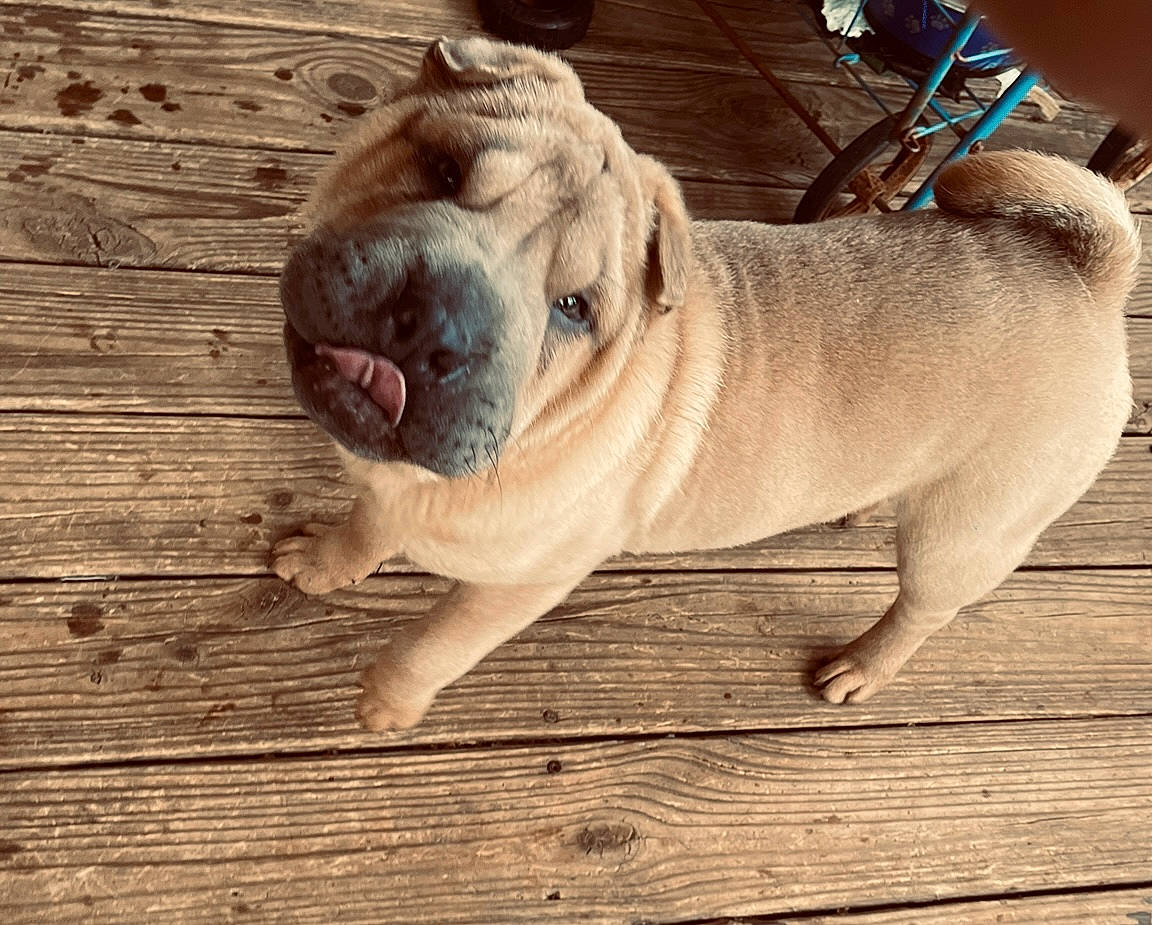 Hachikõ joined the competition — help win amazing prizes! canidae, carnivore, collar, companion_dog, dog, dog_breed, dog_collar, fawn, flooring, hardwood, molosser, ori_pei, paw, plank, snout, sporting_group, terrestrial_animal, toy_dog, wood, wrinkle