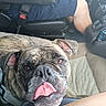 black_fur, brindle, brown_fur, bulldog, canine, car, car_interior, close_up, dog, floppy_ears, funny_expression, passenger, pet, portrait, road_trip, seatbelt, seated, tongue, vehicle, wrinkled_face