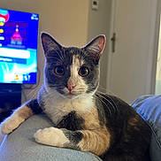 Velkoz participe au concours pour gagner de l'argent avec cette photo : animal, background, calico_cat, cat, closeup, comfort, cute, denim, domestic, ears, eyes, feline, fur, home, indoor, legs, pet, relaxing, television, whiskers