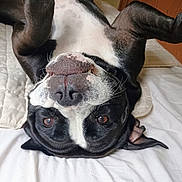 Reba Haley Lewis is registered to the contest to win money with this photo: dog, black_and_white, lying_down, bed, upside_down, playful, pet, canine, relaxed, paws, fur, indoors, blanket, cozy, animal, mammal, cute, resting, sleepy, companion