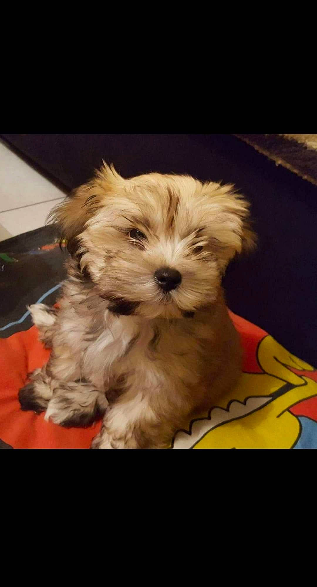 Michka participe au concours pour gagner de l'argent avec cette photo : bolonka, canidae, carnivore, chinese_imperial_dog, companion_dog, dog, dog_breed, kyi_leo, maltepoo, maltese, mammal, morkie, puppy, schnoodle, shih_tzu, sporting_lucas_terrier, terrier, vertebrate, yorkipoo, yorkshire_terrier