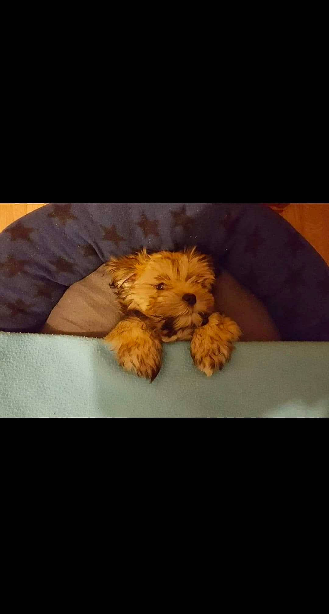 Michka a rejoint le concours — aidez-le/la à gagner de superbes lots ! canidae, carnivore, cavapoo, cockapoo, companion_dog, dog, dog_breed, maltepoo, morkie, norfolk_terrier, poodle, poodle_crossbreed, puppy, rare_breed_dog, schnoodle, sporting_group, terrier, toy_dog, toy_poodle, yorkshire_terrier