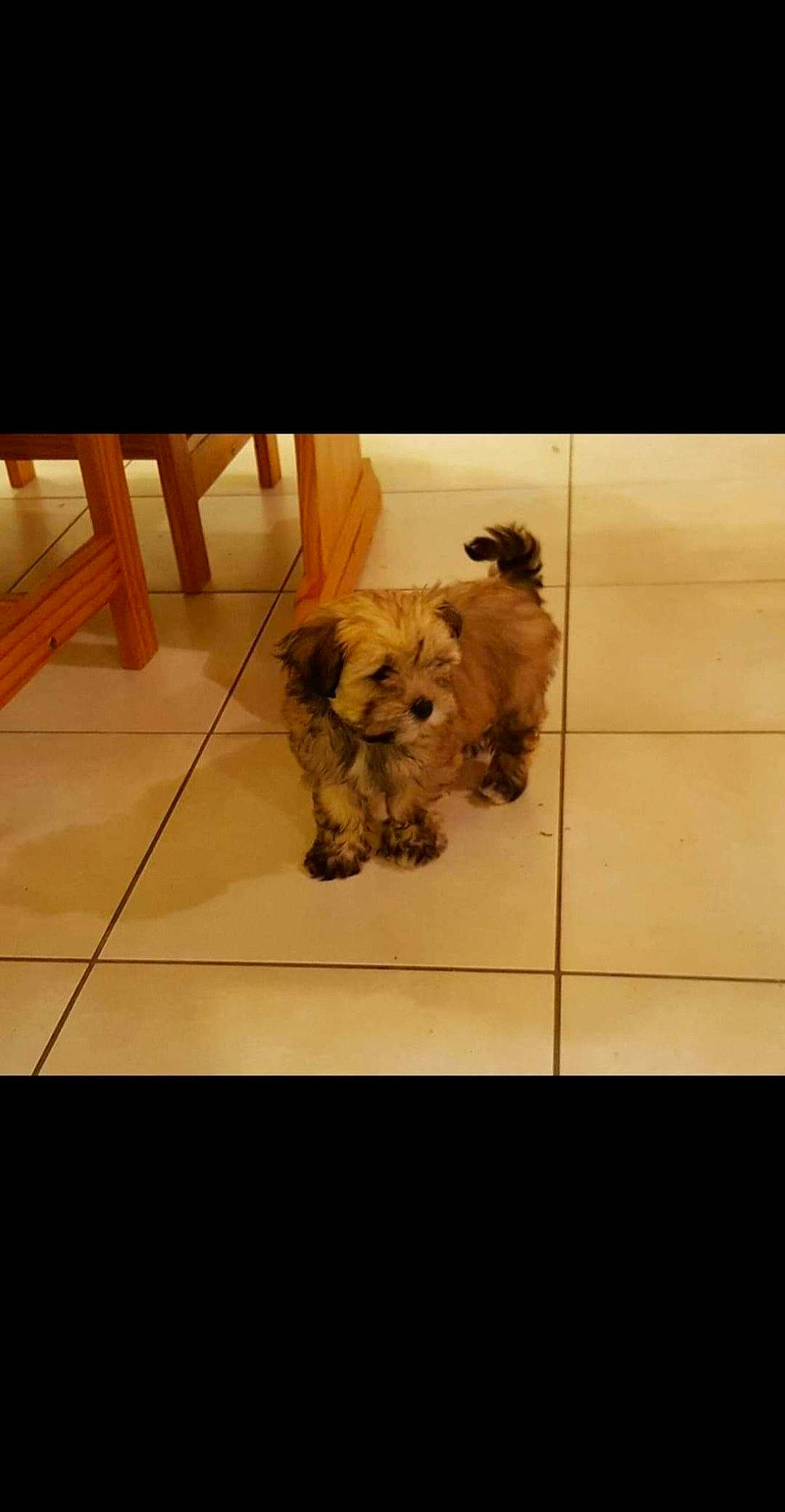 Michka a rejoint le concours — aidez-le/la à gagner de superbes lots ! canidae, carnivore, cavachon, chinese_imperial_dog, cockapoo, companion_dog, dog, dog_breed, havanese, lhasa_apso, maltese, mammal, morkie, puppy, schnoodle, shih_tzu, sporting_lucas_terrier, toy_dog, toy_poodle, vertebrate