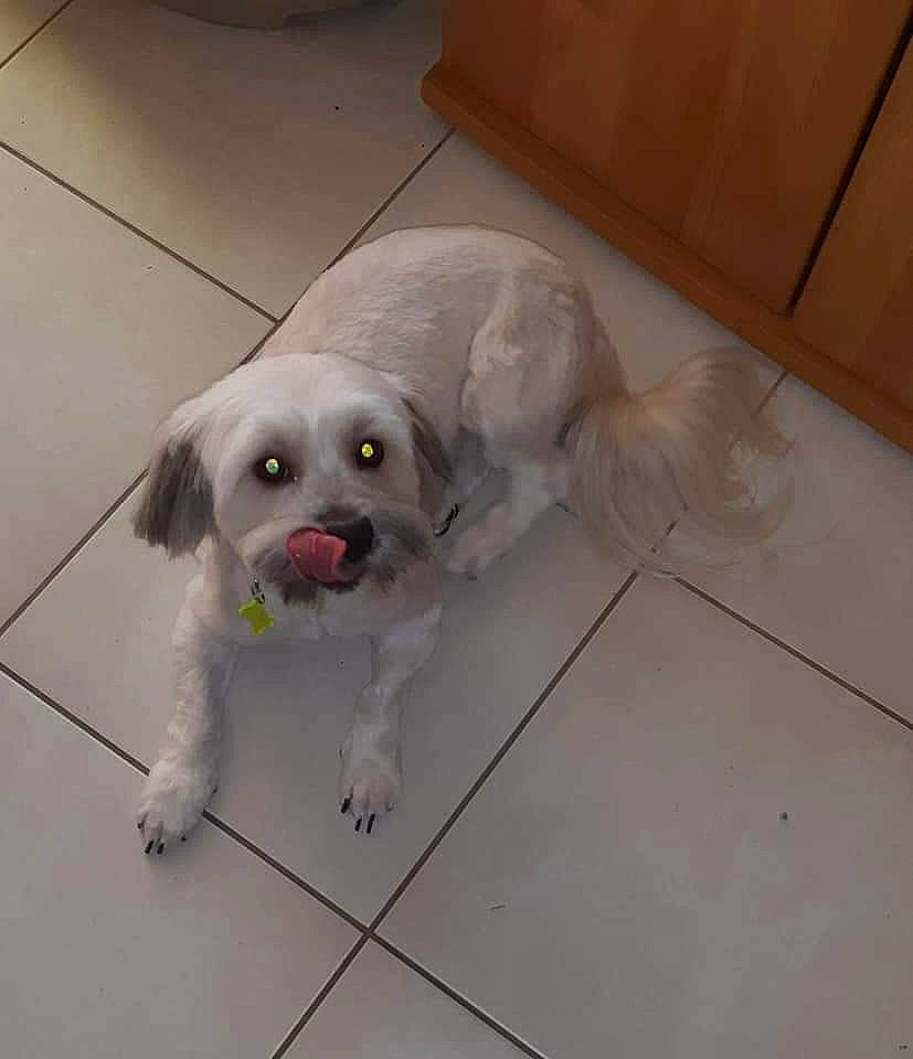 Michka participe au concours pour gagner de l'argent avec cette photo : canidae, carnivore, clumber_spaniel, companion_dog, dog, dog_breed, fawn, fur, havanese, lhasa_apso, maltese, puppy, rare_breed_dog, shih_tzu, snout, sporting_group, tail, toy_dog