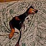Pup joined the competition — help win amazing prizes! dog, blanket, patterned_blanket, indoor, tile_floor, cozy, pet, resting, sleeping, fur, paw, snuggled, relaxed, brown, black, canine, comfort, home, animal, domestic