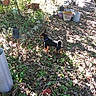 black_dog, collar, daytime, dog, garden, ground, leaves, metal, nature, outdoor, plants, pottery, rust, shadows, small_dog, soil, sunlight, tan_dog, trees, vegetation