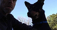 Pup is registered to the contest to win money with this photo: animal, blue_sky, cap, casual, collar, daytime, dog, friendship, grass, leisure, man, nature, outdoor, person, pet, portrait, shadow, silhouette, sky, tree