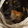 Pup joined the competition — help win amazing prizes! dog, blanket, wrapped, cozy, black_and_tan, pet, indoor, portrait, cute, fur, animal, face, canine, expression, snuggled, resting, comfort, domestic, closeup, warm