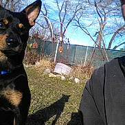 Pup joined the competition — help win amazing prizes! dog, outdoor, sunny, grass, fence, trees, shadow, person_partial, garden, blue_sky, animal, pet, daylight, nature, canine, curious, brown_black_fur, ear, snout, collar