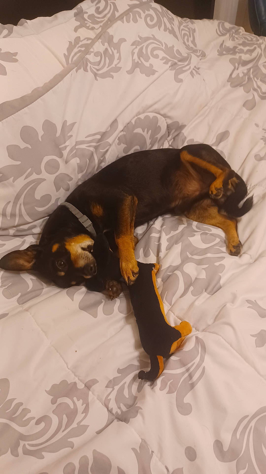 animal, bed, black_and_tan, blanket, collar, comfort, cozy, cute, dog, home, indoor, lying_down, pet, playing, relaxed, resting, sleepy, small_dog, stuffed_toy, toy