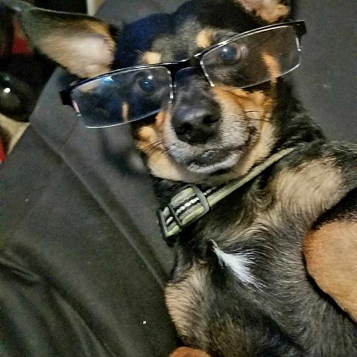 Pup joined the competition — help win amazing prizes! dog, glasses, pet, animal, lying_down, black_and_tan, collar, ears, face, fur, domestic_animal, indoor, resting, cute, looking_at_camera, closeup, portrait, canine, companion, relaxed