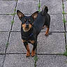 Pup joined the competition — help win amazing prizes! alert, animal, black_dog, canine, collar, curious, daylight, dog, ears, grass, looking, nature, outdoor, paved_stone, pet, sidewalk, small_dog, square_tiles, standing, tan_markings