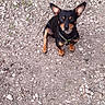 Pup is registered to the contest to win money with this photo: alert, animal, attentive, black_dog, canine, collar, cute, daylight, dog, ears, fur, gravel, ground, looking_up, nature, outdoor, pet, rocks, sitting, small_dog