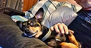 Pup is registered to the contest to win money with this photo: dog, person, hand, couch, pillow, indoor, glasses, relaxing, pet, collar, furniture, wooden_wall, casual_clothing, comfort, resting, companion, domestic, brown, black, male