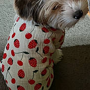 Coley joined the competition — help win amazing prizes! dog, pet, fur, cute, clothing, shirt, strawberry_pattern, cherry_pattern, indoor, carpet, brown_fur, white_fur, animal, small_dog, sitting, looking_back, adorable, fluffy, soft_texture, young_dog