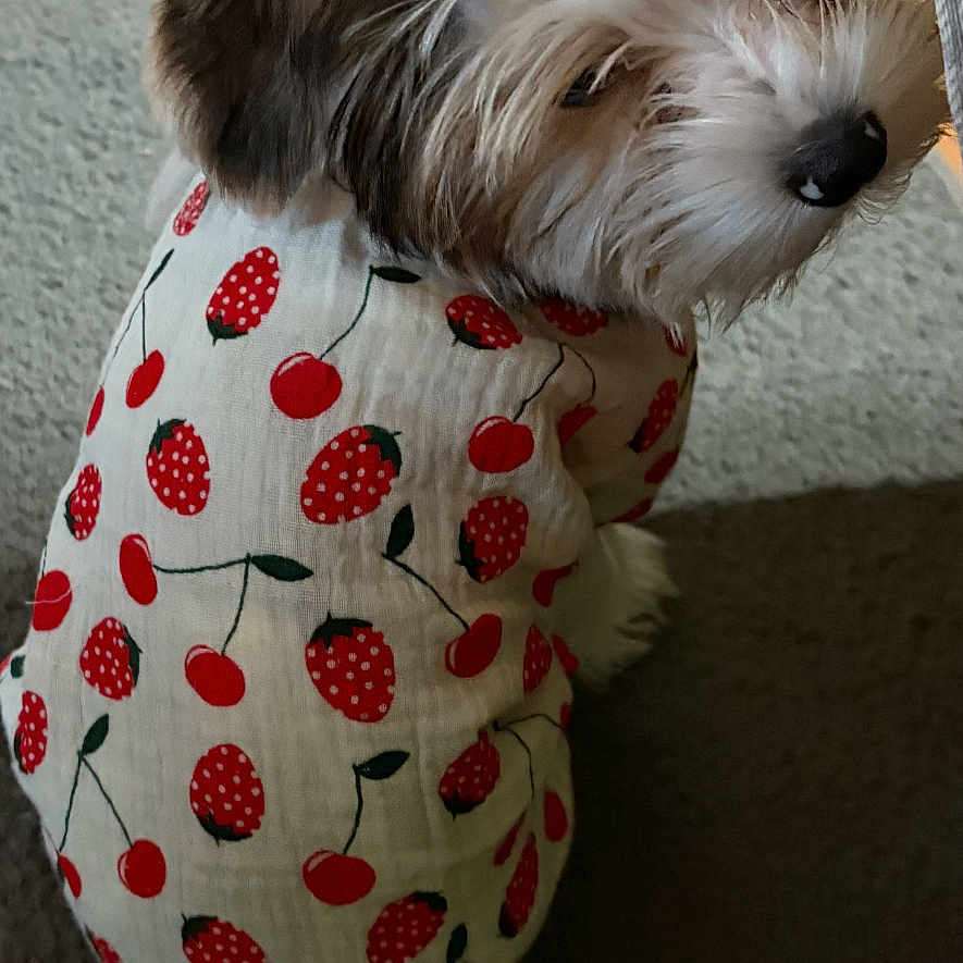 Coley joined the competition — help win amazing prizes! adorable, animal, brown_fur, carpet, cherry_pattern, clothing, cute, dog, fluffy, fur, indoor, looking_back, pet, shirt, sitting, small_dog, soft_texture, strawberry_pattern, white_fur, young_dog