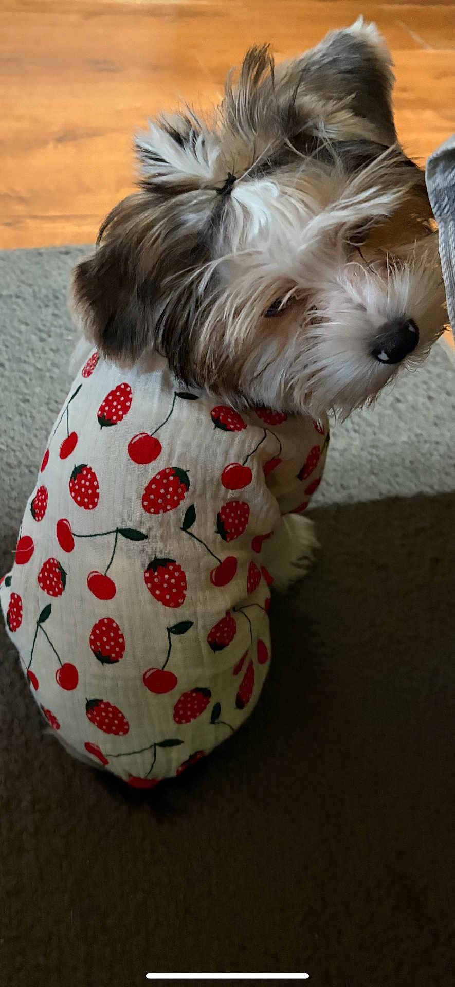 Coley joined the competition — help win amazing prizes! dog, pet, fur, cute, clothing, shirt, strawberry_pattern, cherry_pattern, indoor, carpet, brown_fur, white_fur, animal, small_dog, sitting, looking_back, adorable, fluffy, soft_texture, young_dog