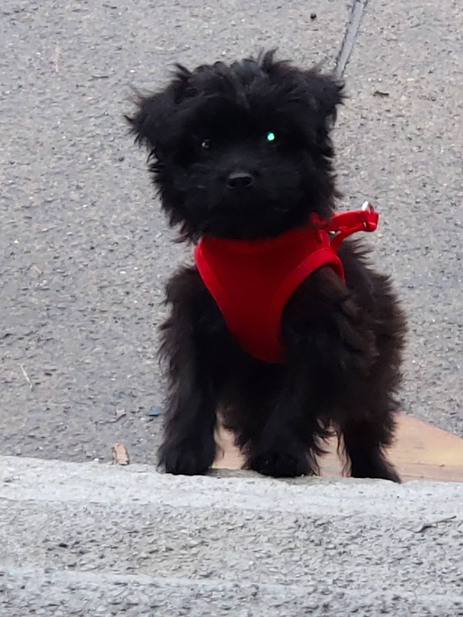 Licorice is registered to the contest to win money with this photo: affenpinscher, bolonka, canidae, carnivore, companion_dog, dog, dog_breed, mammal, non_sporting_group, poodle, poodle_crossbreed, puppy, schnoodle, sporting_group, terrier, toy_dog, toy_poodle, vertebrate