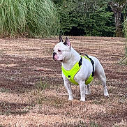 Uno a rejoint le concours — aidez-le/la à gagner de superbes lots ! alert, animal, bush, canine, daylight, dog, field, grass, greenery, harness, leisure, nature, outdoor, park, pet, standing, summer, tree, watchful, white_dog