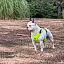 alert, animal, bush, canine, daylight, dog, field, grass, greenery, harness, leisure, nature, outdoor, park, pet, standing, summer, tree, watchful, white_dog