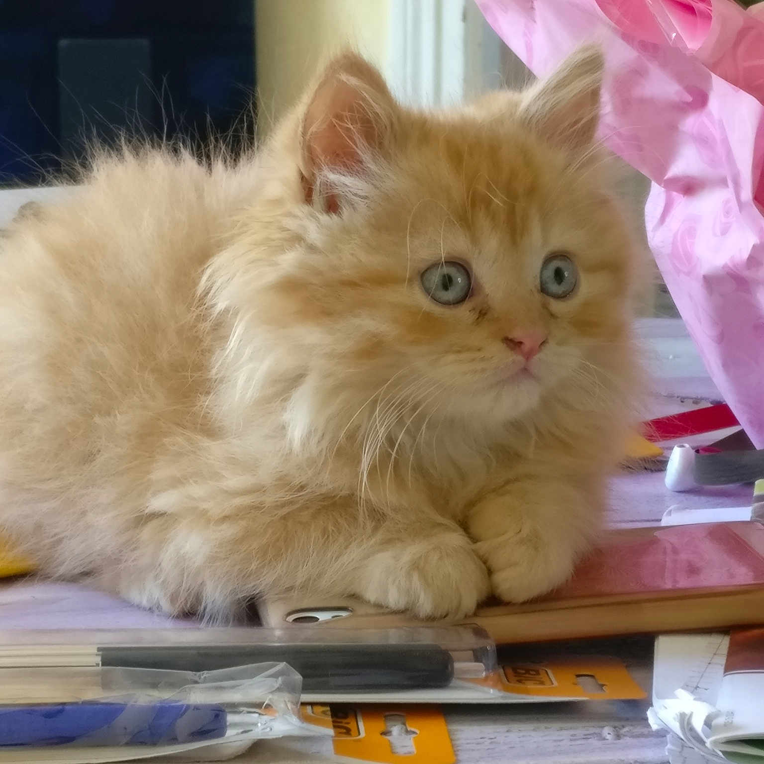 Leo