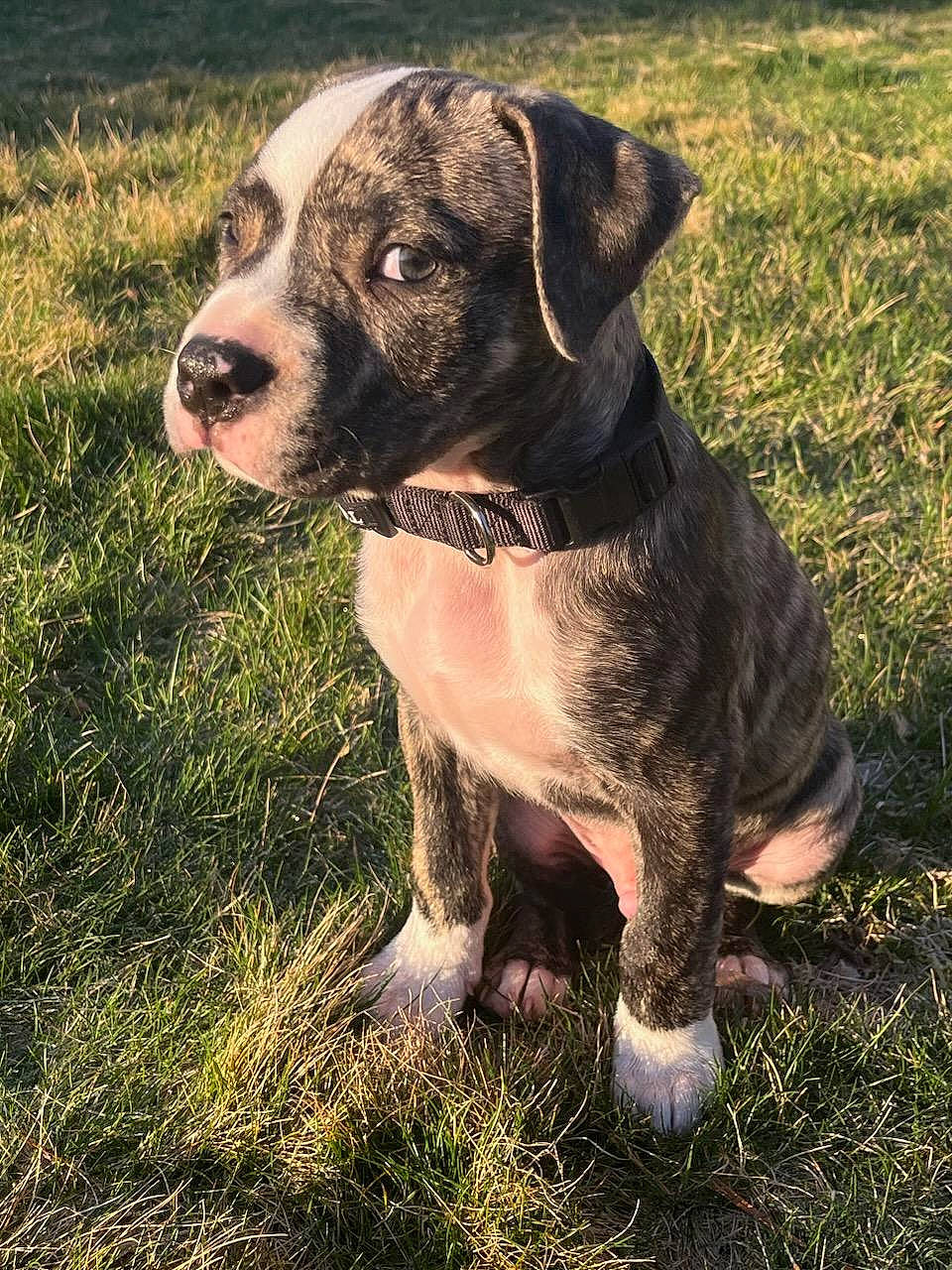 Melo is registered to the contest to win money with this photo: carnivore, collar, companion_dog, dog, dog_breed, dog_collar, fawn, fur, grass, grassland, hunting_dog, leash, plant, snout, soil, sporting_group, terrestrial_animal, whiskers, working_animal, working_dog