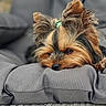 Tïa a rejoint le concours — aidez-le/la à gagner de superbes lots ! dog, yorkshire_terrier, small_dog, pet, cute, sleepy, resting, fur, ears, cushion, gray, indoor, cozy, closeup, animal, companion, adorable, relaxing, head, paw