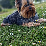 Tïa a rejoint le concours — aidez-le/la à gagner de superbes lots ! dog, yorkshire_terrier, grass, flower, daisy, outdoor, pet, animal, fur, small_dog, canine, nature, greenery, lying_down, cute, bow, portrait, daylight, garden, relaxed