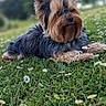 dog, yorkshire_terrier, grass, flower, daisy, outdoor, pet, animal, fur, small_dog, canine, nature, greenery, lying_down, cute, bow, portrait, daylight, garden, relaxed