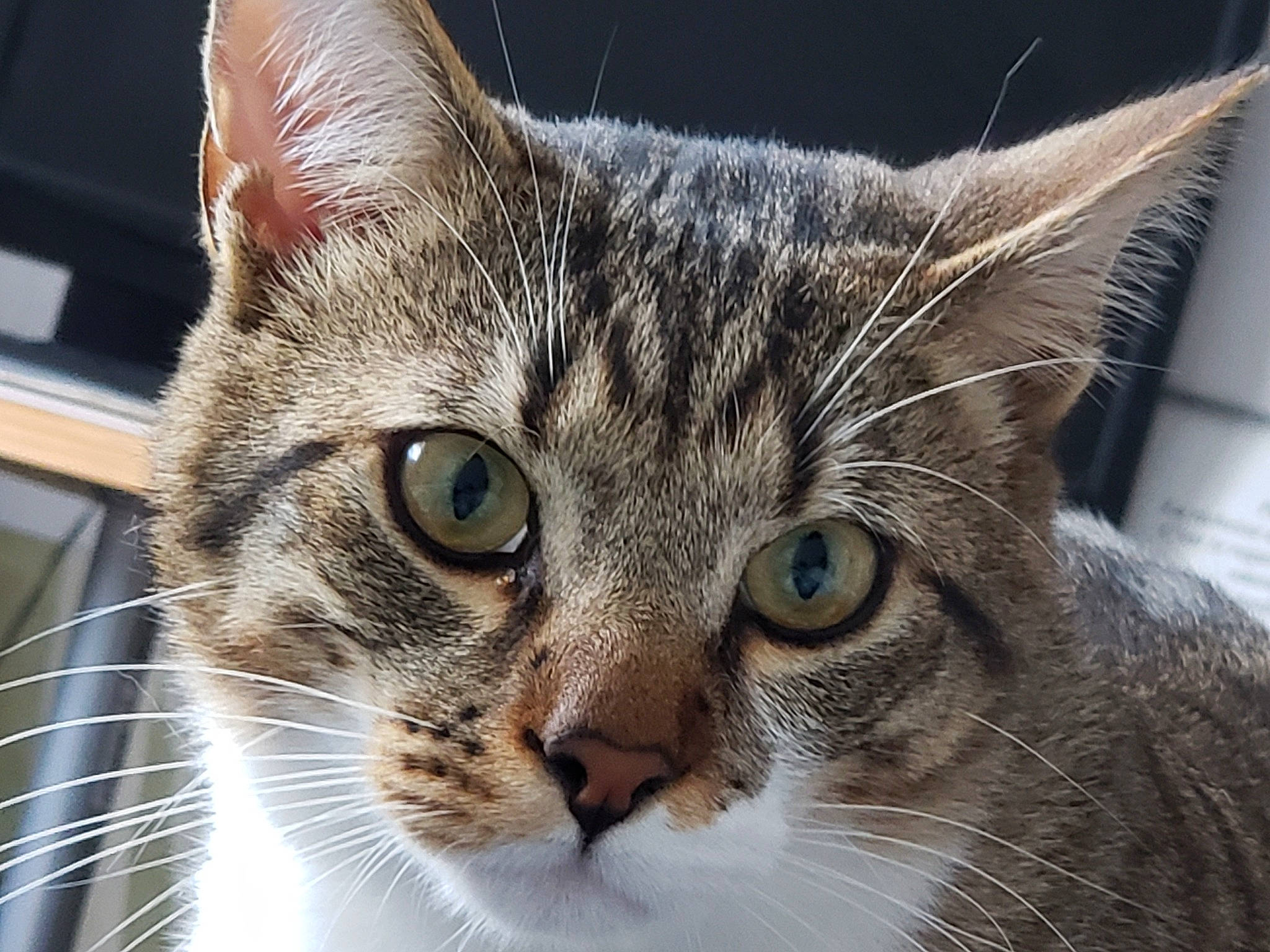 Titi participe au concours pour gagner de l'argent avec cette photo : carnivore, cat, close_up, domestic_short_haired_cat, felidae, fur, small_to_medium_sized_cats, snout, terrestrial_animal, tree, whiskers, wildlife, window