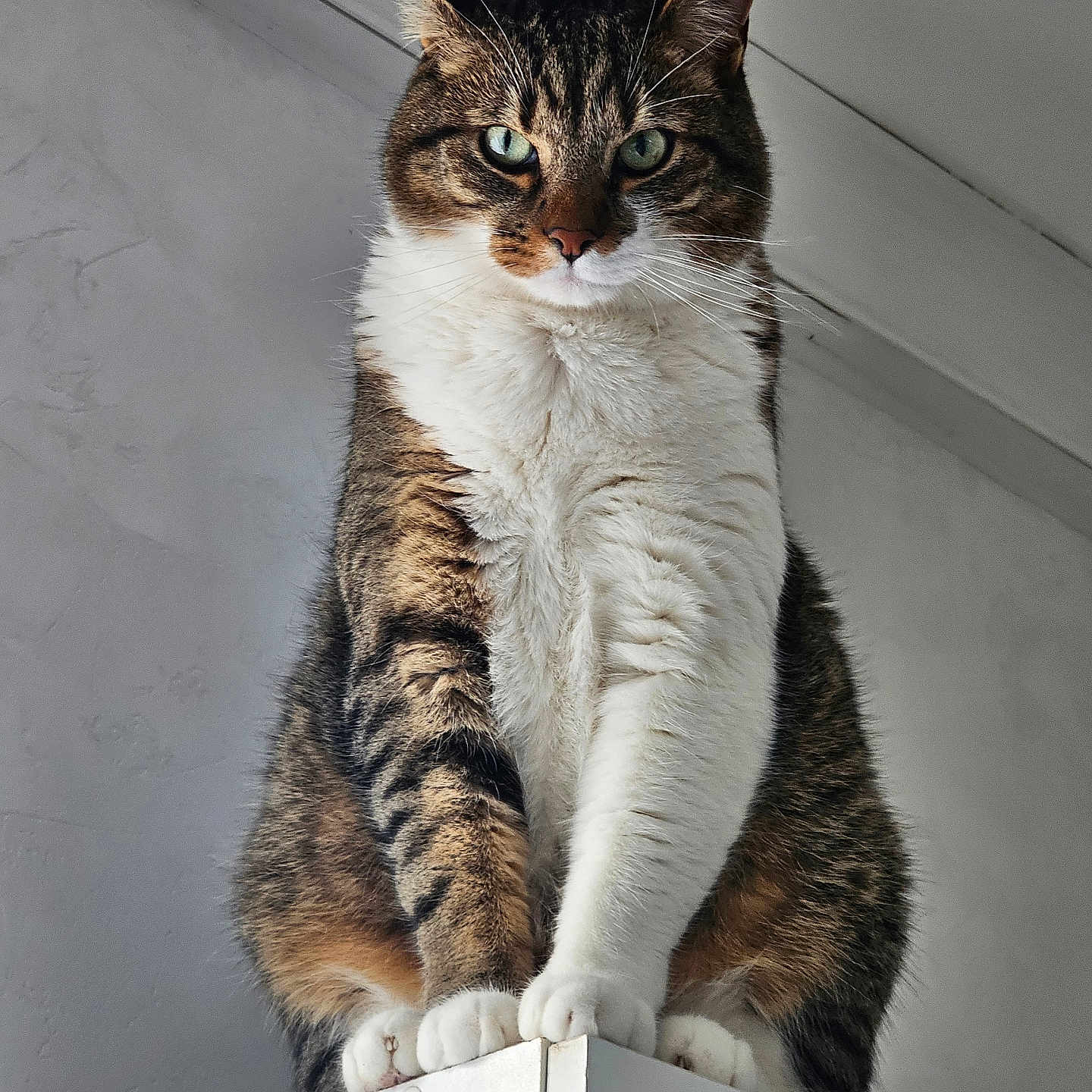 Titi