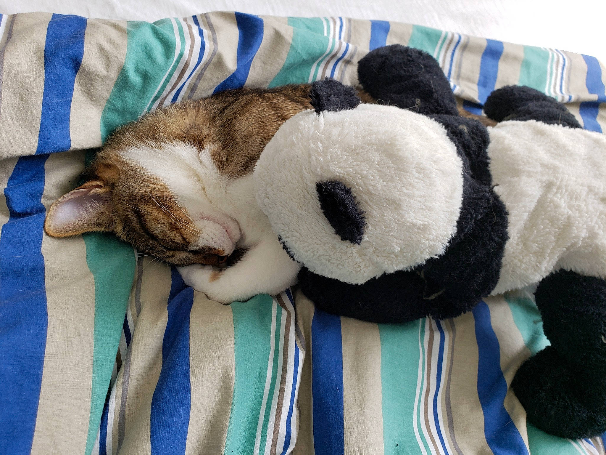 Titi a rejoint le concours — aidez-le/la à gagner de superbes lots ! blue, canidae, carnivore, comfort, companion_dog, couch, fawn, felidae, fur, linens, pattern, plush, small_to_medium_sized_cats, snout, stuffed_toy, tail, teddy_bear, textile, toy, whiskers