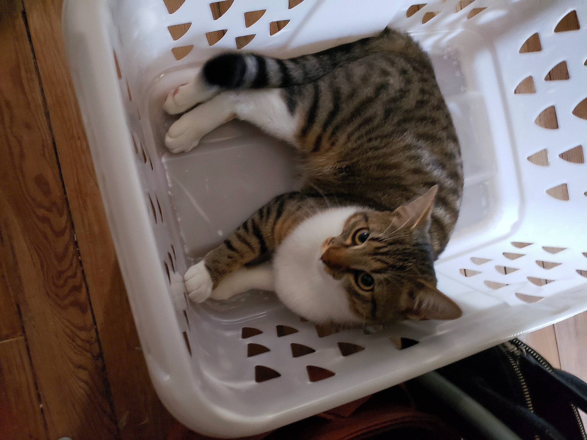 Titi a rejoint le concours — aidez-le/la à gagner de superbes lots ! carnivore, cat, comfort, domestic_short_haired_cat, felidae, fur, paw, pet_supply, small_to_medium_sized_cats, snout, tail, vertebrate, whiskers, wood