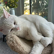 Pinky joined the competition — help win amazing prizes! cat, white_cat, feline, pet, indoor, window, sunset, flowers, vase, perch, carpet, relaxed, sleepy, fur, whiskers, pink_nose, paw, cozy, home, daylight