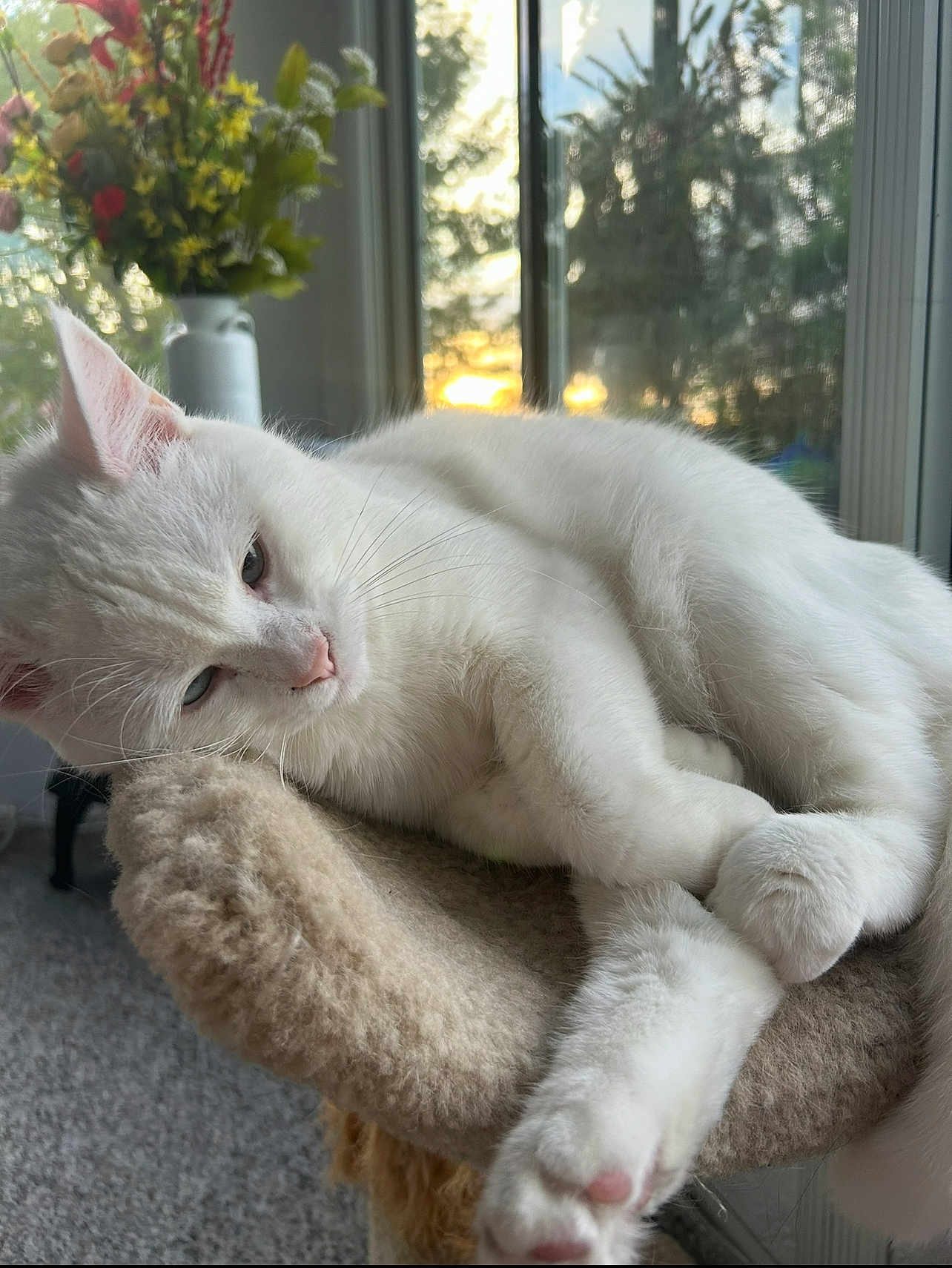 Pinky joined the competition — help win amazing prizes! cat, white_cat, feline, pet, indoor, window, sunset, flowers, vase, perch, carpet, relaxed, sleepy, fur, whiskers, pink_nose, paw, cozy, home, daylight