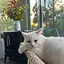 Pinky joined the competition — help win amazing prizes! cat, white_cat, pet, indoor, window, flowers, vase, furniture, relaxed, perch, carpet, sunlight, cozy, nature_outside, plant, home, animal, resting, cute, domestic