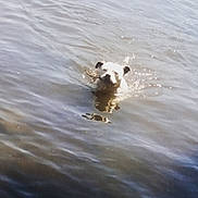 Baby joined the competition — help win amazing prizes! dog, water, swimming, stick, animal, pet, outdoor, lake, river, reflection, ripples, white_dog, fetch, playful, nature, wet, canine, muzzle, ears, active