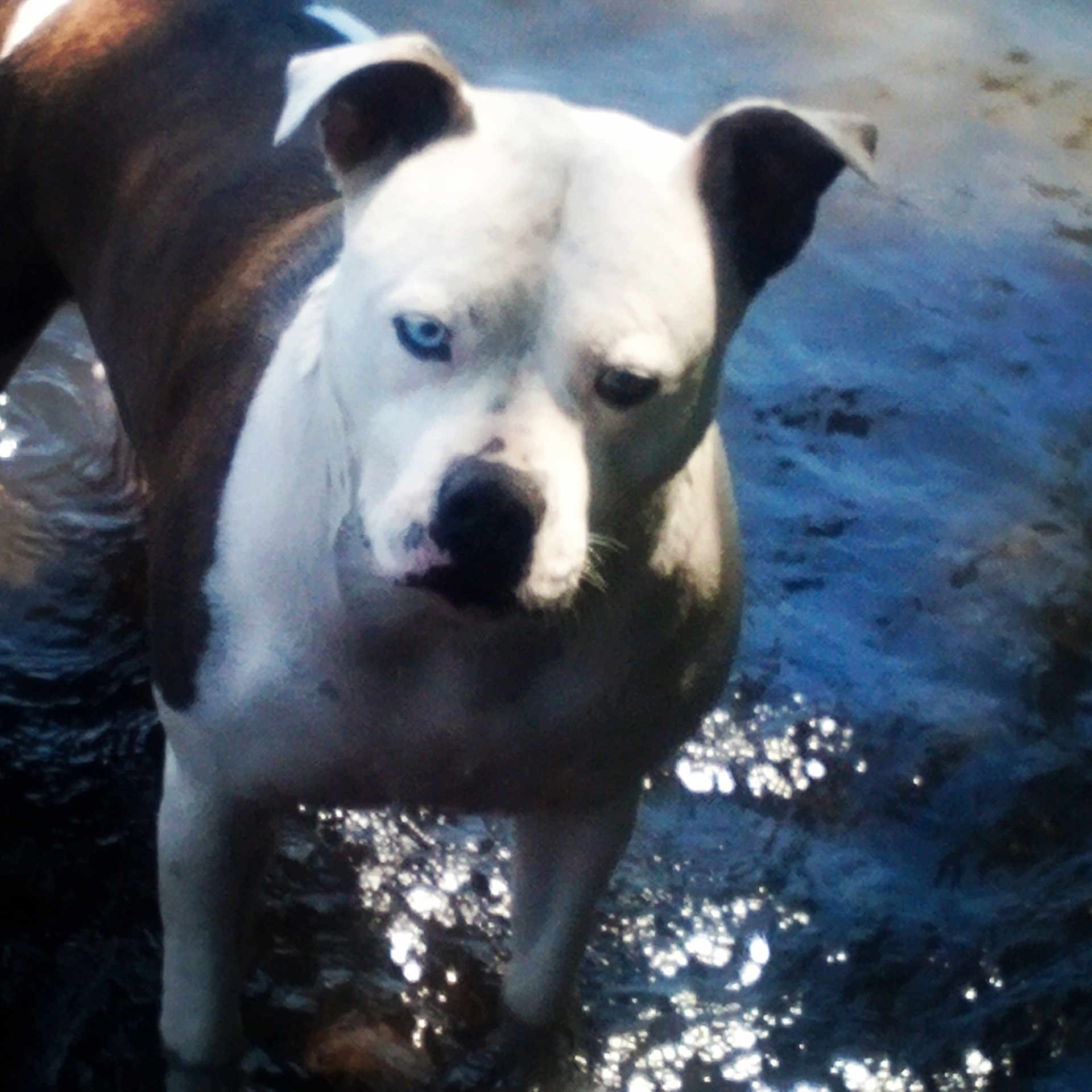 Baby is registered to the contest to win money with this photo: animal, brown, calm, canine, closeup, dog, ears, eyes, heterochromia, muzzle, nature, outdoor, pet, portrait, reflection, snout, standing, sunlight, water, white