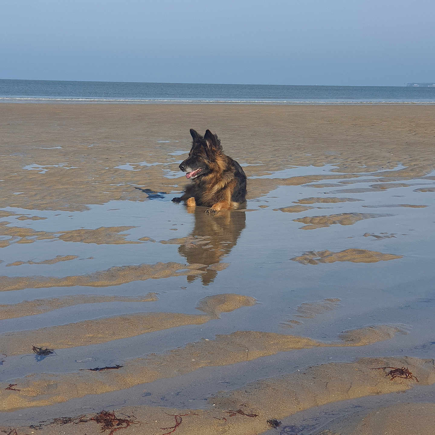 Rebelle participe au concours pour gagner de l'argent avec cette photo : airedale, animal, beach, canine, coast, dog, germanshepherd, nature, outdoors, pet, policedog, puppy, sand, sea, shoreline, terrier, water, wood