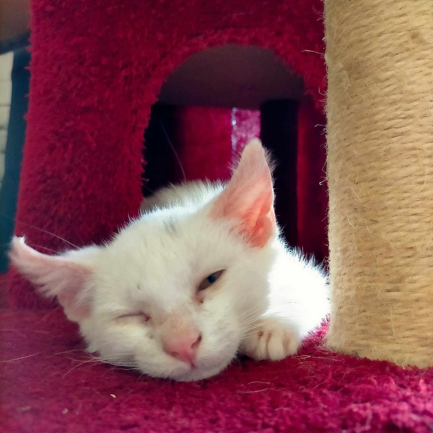 Malo participe au concours pour gagner de l'argent avec cette photo : abyssinian, angora, animal, armchair, cat, chair, cushion, den, furniture, homedecor, indoors, kitten, manx, pet, siamese, wood