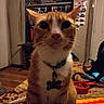 cat, orange_cat, white_chest, pet, animal, sitting, portrait, wide_eyes, whiskers, pointed_ears, collar, pet_tag, bone_tag, indoor, room, closet, rug, food_bowl, cat_food, household_clutter