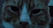 Prowler joined the competition — help win amazing prizes! cat, tabby_cat, pet, animal, feline, close_up, portrait, collar, tag, whiskers, ears, eyes, nose, striped_fur, sleepy, indoors, fabric, text, dark_lighting, vertical_photo